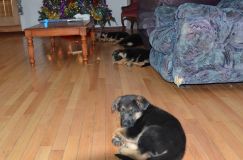 chiots-5-janv-2012026.jpg