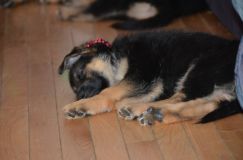 chiots-5-janv-2012027.jpg