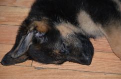 chiots-5-janv-2012039.jpg