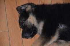 chiots-5-janv-2012040.jpg