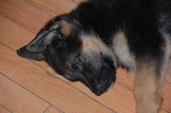 chiots-5-janv-2012041.jpg