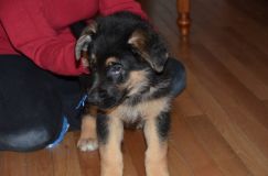 chiots-5-janv-2012042.jpg