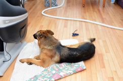 Nom du fichier=chiots-6fevrier2012015.jpg
Taille du fichier=142Ko
Dimensions : 1200x795
Ajouté le : 06 Février 2012 chiots-6fevrier2012015.jpg