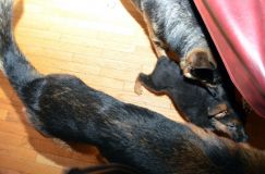 Nom du fichier=chiots-6fevrier2012017.jpg
Taille du fichier=144Ko
Dimensions : 1200x795
Ajouté le : 06 Février 2012 chiots-6fevrier2012017.jpg