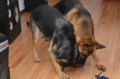 Nom du fichier=chiots-6fevrier2012018.jpg
Taille du fichier=94Ko
Dimensions : 1200x795
Ajouté le : 06 Février 2012 chiots-6fevrier2012018.jpg