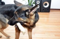 Nom du fichier=chiots-6fevrier2012019.jpg
Taille du fichier=152Ko
Dimensions : 1200x795
Ajouté le : 06 Février 2012 chiots-6fevrier2012019.jpg
