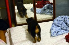 chiots-6fevrier2012021.jpg