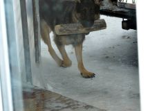 chiots-6fevrier2012025.jpg