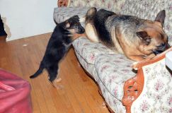 chiots-6fevrier2012026.jpg