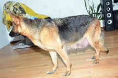 chiots-6fevrier2012027.jpg