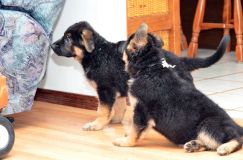 chiots-6fevrier2012048.jpg