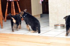 chiots-6fevrier2012049.jpg