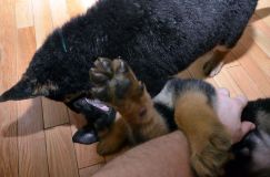 chiots-6fevrier2012052.jpg