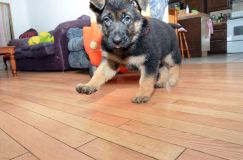 chiots-6fevrier2012055.jpg