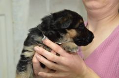 chiots-7-janv-2012029.jpg