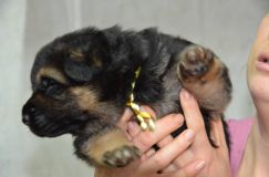 chiots-7-janv-2012032.jpg