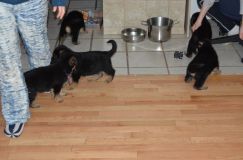Nom du fichier=chiots-dec-17051.jpg
Taille du fichier=116Ko
Dimensions : 1200x795
Ajouté le : 17 Décembre 2011 chiots-dec-17051.jpg