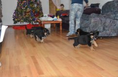 chiots-dec-17059.jpg