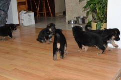 Nom du fichier=chiots-dec-17060.jpg
Taille du fichier=103Ko
Dimensions : 1200x795
Ajouté le : 17 Décembre 2011 chiots-dec-17060.jpg