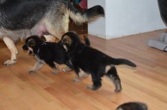 Nom du fichier=chiots-dec-17073.jpg
Taille du fichier=98Ko
Dimensions : 1200x795
Ajouté le : 17 Décembre 2011 chiots-dec-17073.jpg