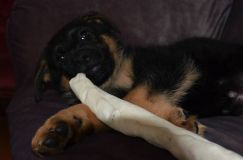 Nom du fichier=chiots-lady-janv-2012012.jpg
Taille du fichier=66Ko
Dimensions : 1200x795
Ajouté le : 12 Janvier 2012 chiots-lady-janv-2012012.jpg