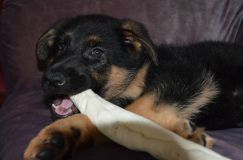 Nom du fichier=chiots-lady-janv-2012013.jpg
Taille du fichier=98Ko
Dimensions : 1200x795
Ajouté le : 12 Janvier 2012 chiots-lady-janv-2012013.jpg