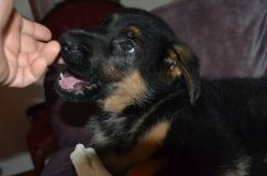 Nom du fichier=chiots-lady-janv-2012014.jpg
Taille du fichier=96Ko
Dimensions : 1200x795
Ajouté le : 12 Janvier 2012 chiots-lady-janv-2012014.jpg