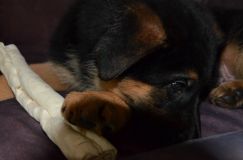 Nom du fichier=chiots-lady-janv-2012015.jpg
Taille du fichier=78Ko
Dimensions : 1200x795
Ajouté le : 12 Janvier 2012 chiots-lady-janv-2012015.jpg