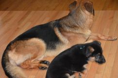 Nom du fichier=chiots-lady-janv-2012018.jpg
Taille du fichier=123Ko
Dimensions : 1200x795
Ajouté le : 12 Janvier 2012 chiots-lady-janv-2012018.jpg