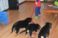 Nom du fichier=chiots-lady-janv-2012021.jpg
Taille du fichier=95Ko
Dimensions : 1200x795
Ajouté le : 12 Janvier 2012 chiots-lady-janv-2012021.jpg