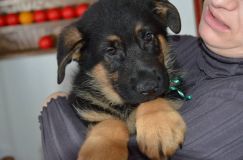 Nom du fichier=chiots-lady-janv-2012023.jpg
Taille du fichier=127Ko
Dimensions : 1200x795
Ajouté le : 12 Janvier 2012 chiots-lady-janv-2012023.jpg