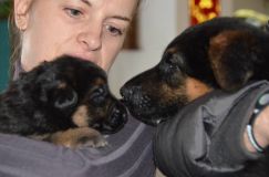 Nom du fichier=chiots-lady-janv-2012024.jpg
Taille du fichier=81Ko
Dimensions : 1200x795
Ajouté le : 12 Janvier 2012 chiots-lady-janv-2012024.jpg