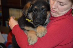 Nom du fichier=chiots-lady-janv-2012032.jpg
Taille du fichier=124Ko
Dimensions : 1200x795
Ajouté le : 12 Janvier 2012 chiots-lady-janv-2012032.jpg