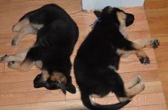 Nom du fichier=chiots-lady-janv-2012035.jpg
Taille du fichier=114Ko
Dimensions : 1200x795
Ajouté le : 12 Janvier 2012 chiots-lady-janv-2012035.jpg