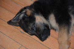 Nom du fichier=chiots-lady-janv-2012038.jpg
Taille du fichier=114Ko
Dimensions : 1200x795
Ajouté le : 12 Janvier 2012 chiots-lady-janv-2012038.jpg