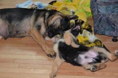 Nom du fichier=chiots-lady-janv-2012051.jpg
Taille du fichier=146Ko
Dimensions : 1200x795
Ajouté le : 12 Janvier 2012 chiots-lady-janv-2012051.jpg