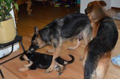 Nom du fichier=chiots-lady-janv-2012057.jpg
Taille du fichier=133Ko
Dimensions : 1200x795
Ajouté le : 12 Janvier 2012 chiots-lady-janv-2012057.jpg