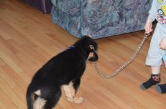 chiots-lady-janv-2012059.jpg