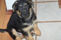 Nom du fichier=chiots-lady-janv-2012062.jpg
Taille du fichier=117Ko
Dimensions : 1200x795
Ajouté le : 12 Janvier 2012 chiots-lady-janv-2012062.jpg