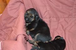 chiots-roxy-15janv-2012001.jpg