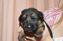 chiots-roxy-15janv-2012002.jpg