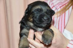 chiots-roxy-15janv-2012003.jpg