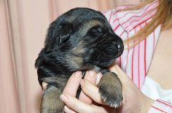 chiots-roxy-15janv-2012004.jpg