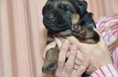 chiots-roxy-15janv-2012008.jpg