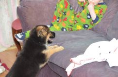 Nom du fichier=chiots11_1-fevrier-2012014.jpg
Taille du fichier=95Ko
Dimensions : 1200x795
Ajouté le : 11 Février 2012 chiots11_1-fevrier-2012014.jpg