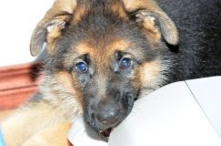 Nom du fichier=chiots11_1-fevrier-2012016.jpg
Taille du fichier=144Ko
Dimensions : 1200x795
Ajouté le : 11 Février 2012 chiots11_1-fevrier-2012016.jpg