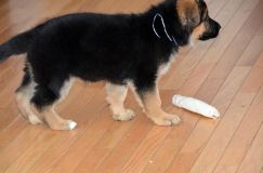 Nom du fichier=chiots11_1-fevrier-2012017.jpg
Taille du fichier=110Ko
Dimensions : 1200x795
Ajouté le : 11 Février 2012 chiots11_1-fevrier-2012017.jpg