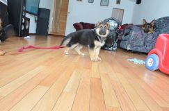 Nom du fichier=chiots11_1-fevrier-2012018.jpg
Taille du fichier=122Ko
Dimensions : 1200x795
Ajouté le : 11 Février 2012 chiots11_1-fevrier-2012018.jpg