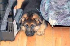 Nom du fichier=chiots11_1-fevrier-2012020.jpg
Taille du fichier=193Ko
Dimensions : 1200x795
Ajouté le : 11 Février 2012 chiots11_1-fevrier-2012020.jpg