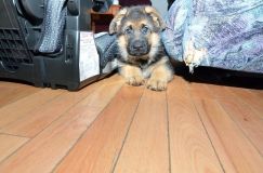 chiots11_1-fevrier-2012021.jpg